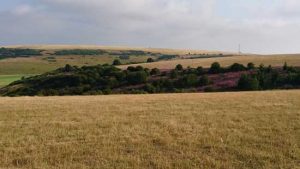 Lavender-fields